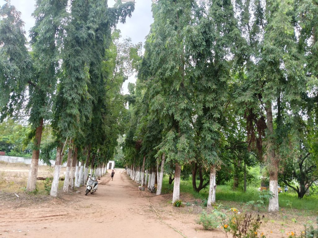 Tree-lined Campus Pathway